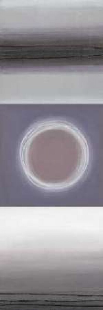 Lavender in Motion II Poster Print by EVE - Item # VARPDX16139